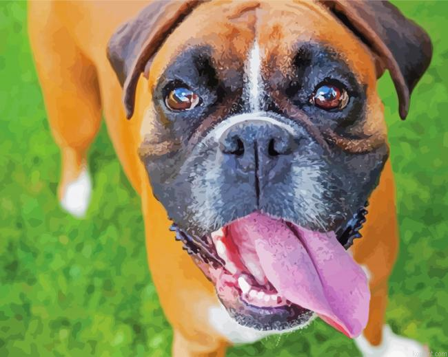 Boxer Dog Breed Painting By Numberss.png