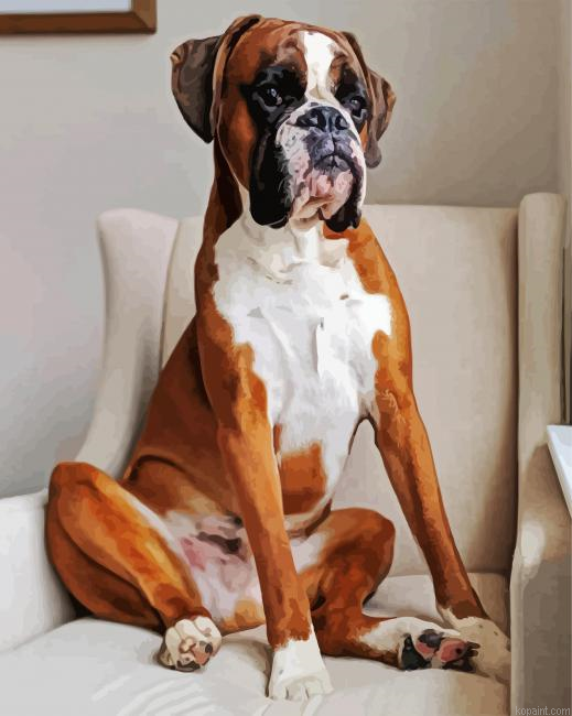 Boxer Dog Paint By Numbers