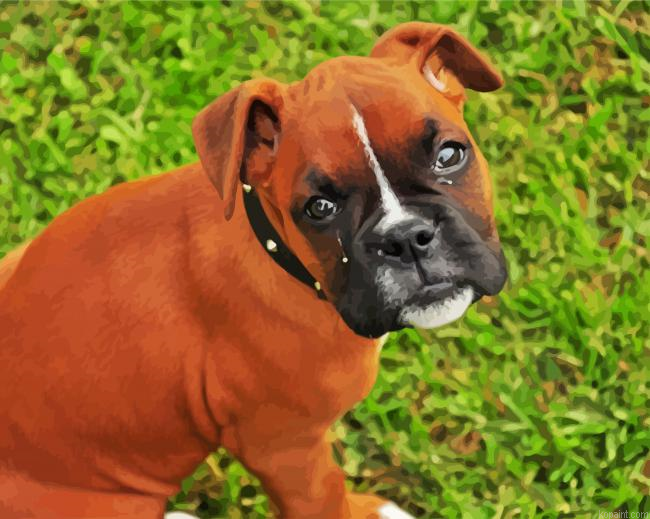 Boxer Dogs Puppies Painting By Numberss.png