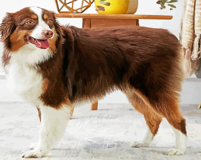 Breed Profile Australian Shepherd Painting By Numberss.png