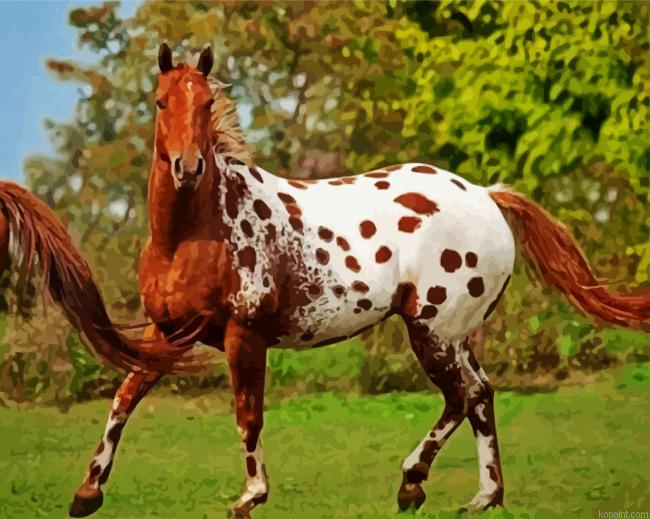 Brown Appaloosa Horse Painting By Numberss.png
