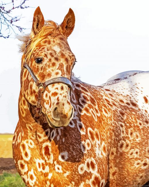 Brown Appaloosa Painting By Numberss.png