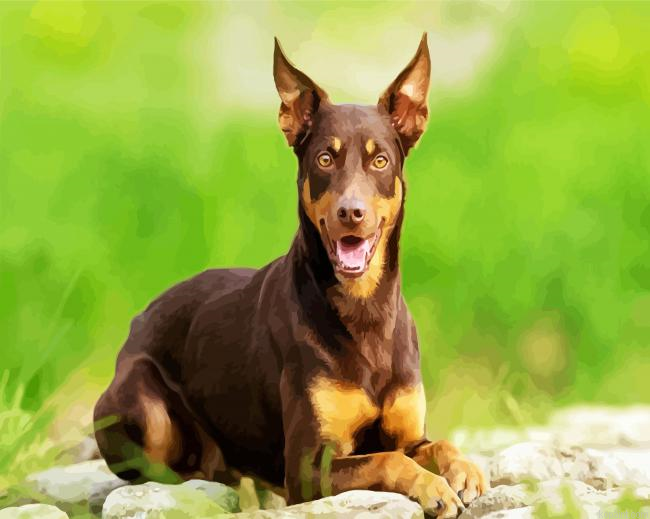 Brown Australian Kelpie Dog Painting By Numberss.png