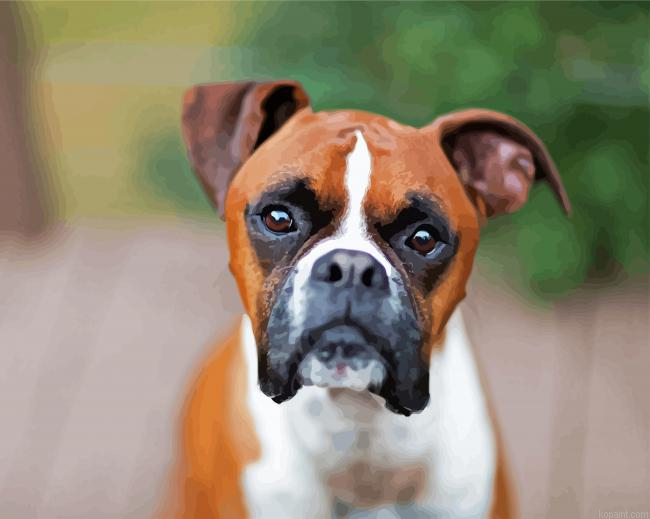Brown Boxer Animal Painting By Numberss.png