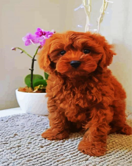 Brown Cavoodle Painting By Numberss.png