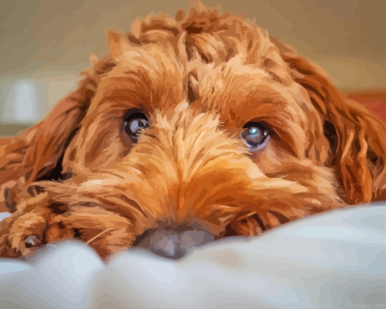 Brown Cockapoo Painting By Numberss.png