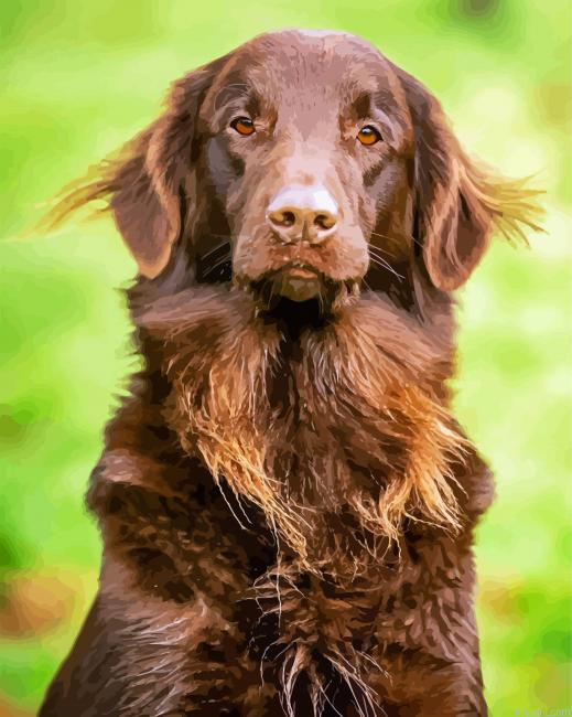 Brown Flat Coated Retriever Painting By Numberss.png