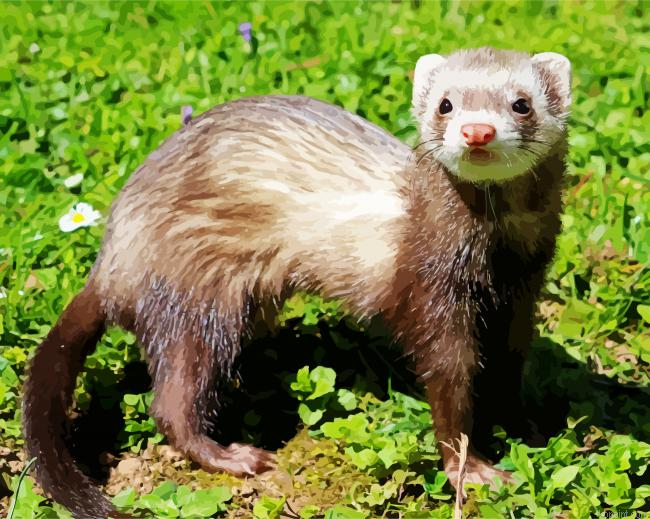 Brown Furet Animal Painting By Numberss.png
