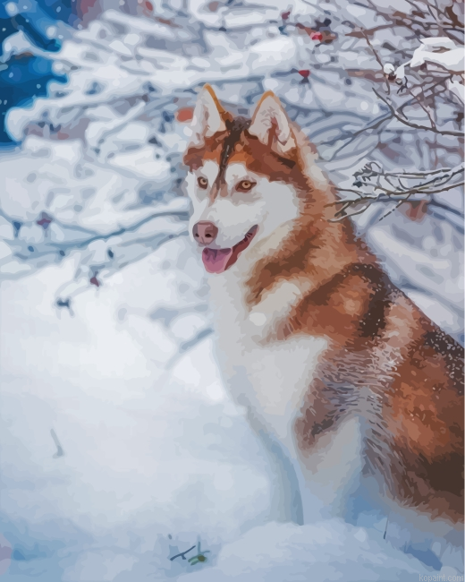 Brown Husky In The Snow Painting By Numberss.png