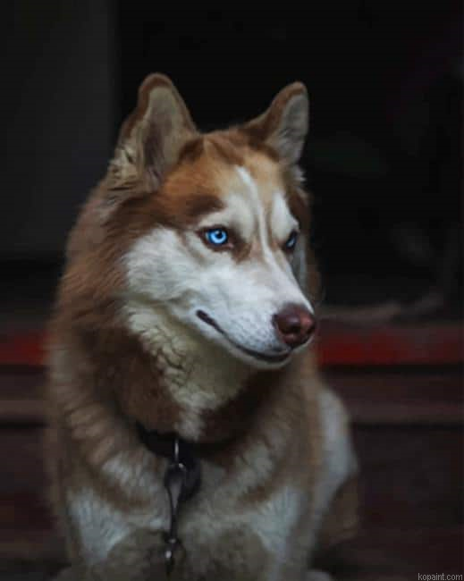 Brown Husky Painting By Numberss.png
