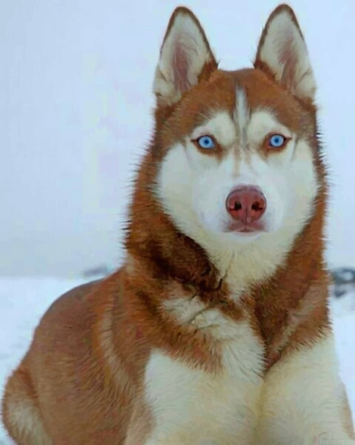 Brown Husky With Blue Eyes Painting By Numberss.png