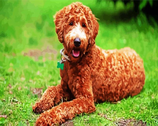 Brown Labradoodle Painting By Numberss.png