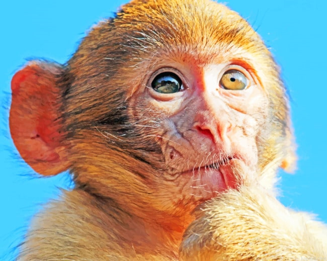 Brown Macaque Monkey Painting By Numberss.png