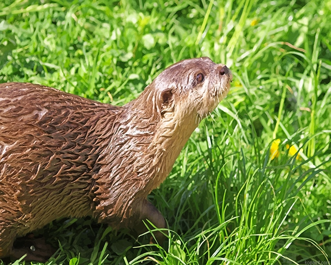 Brown Otter On Green Grass New Painting By Numberss.png