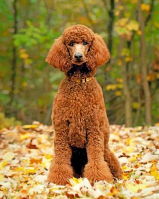 Brown Poodle Dog Painting By Numberss.png