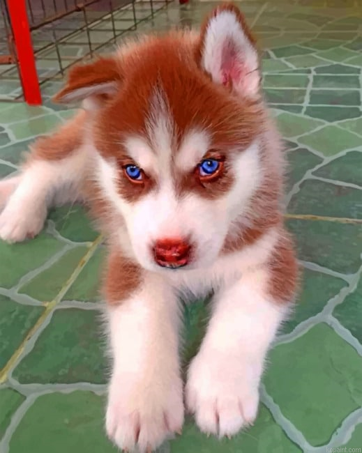 Brown Puppy Husky Painting By Numberss.png