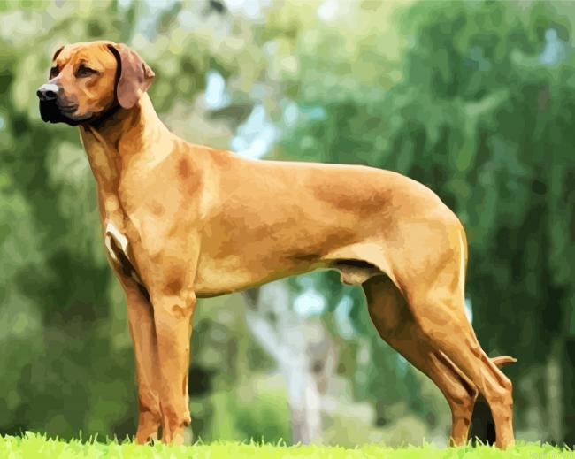 Brown Ridgeback Dog Paint By Numbers.png
