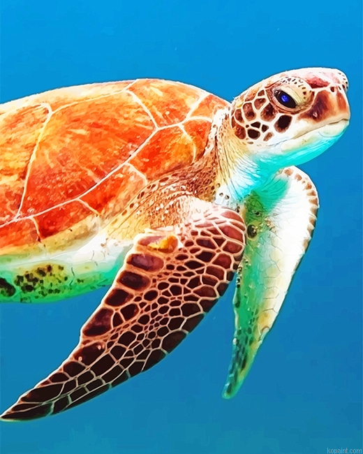 Brown Sea Turtle New Painting By Numberss.png