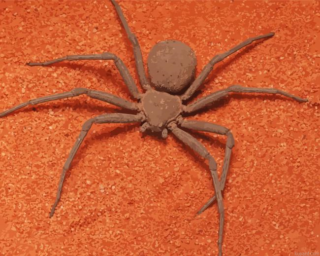 Brown Spider Insect Painting By Numberss.png