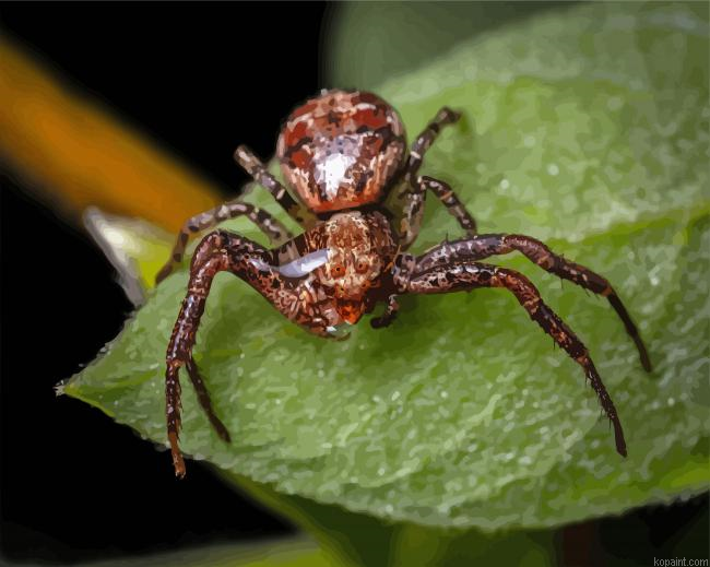 Brown Spider Paint By Numbers.png