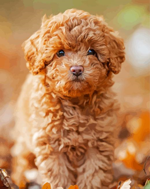 Brown Toy Poodle Painting By Numberss.png