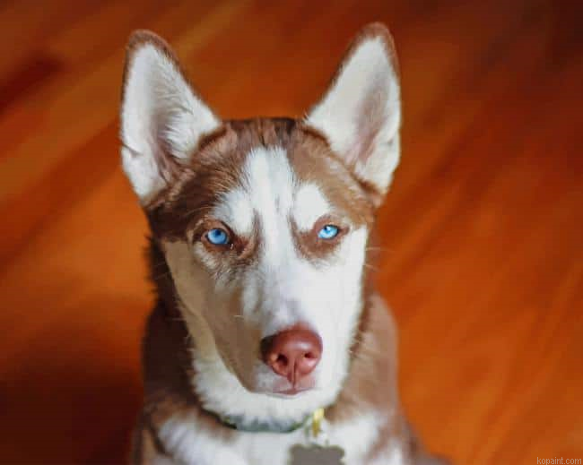 Brown White Serbian Husky Painting By Numberss.png