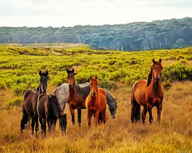 Brumby Horses Painting By Numberss.png