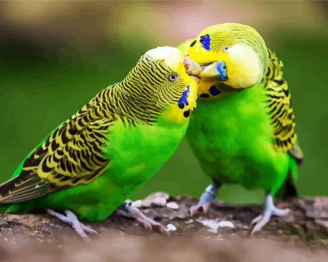 Budgerigar Couple Paint By Numbers.png