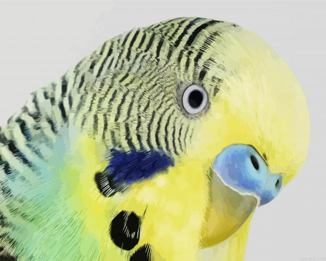 Budgerigar Head Paint By Numbers.png