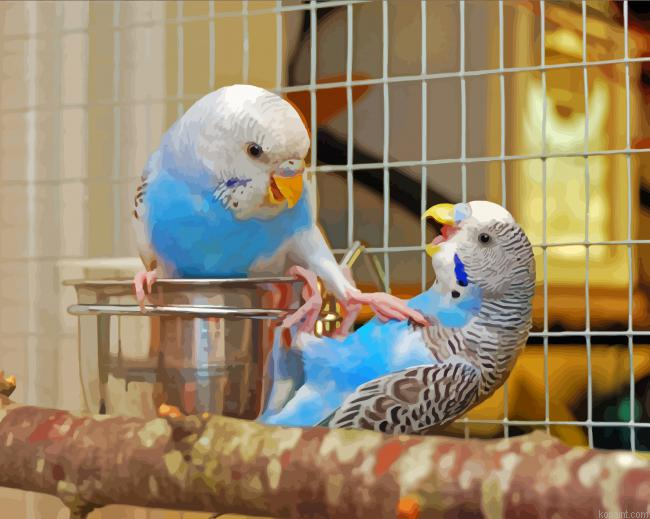 Budgies Fighting Painting By Numberss.png