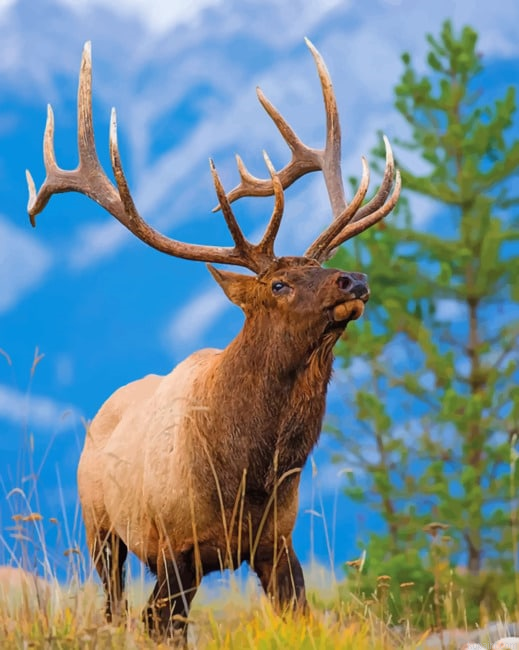 Bull Elk New Painting By Numberss.png
