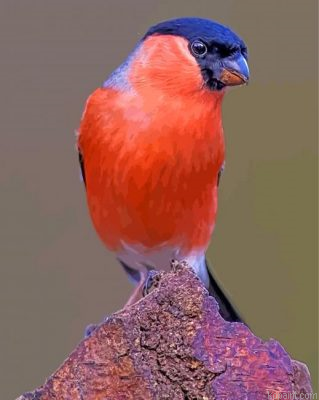 Bullfinch Bird Painting By Numberss.png