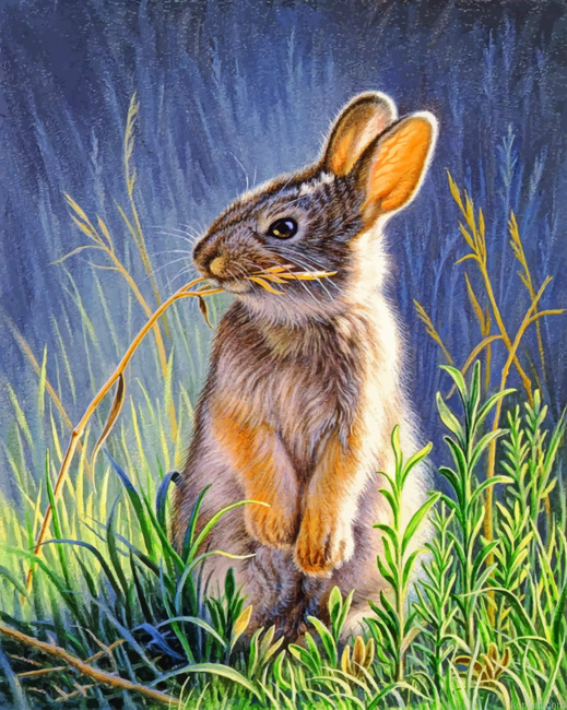 Bunny Rabbit Painting By Numberss.png