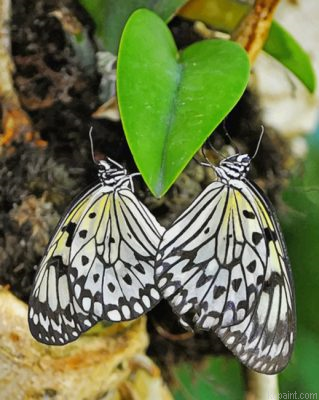 Butterflies Heart Painting By Numberss.png