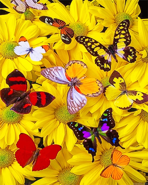 Butterflies Yellow Flowers New Painting By Numberss.png