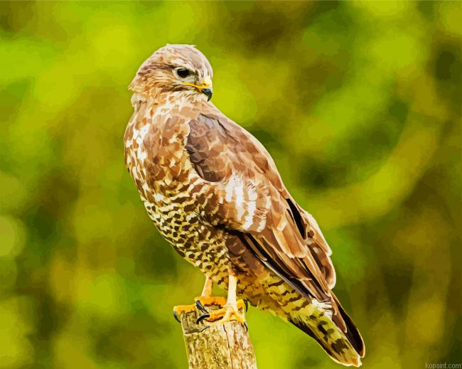 Buzzard Painting By Numberss.png
