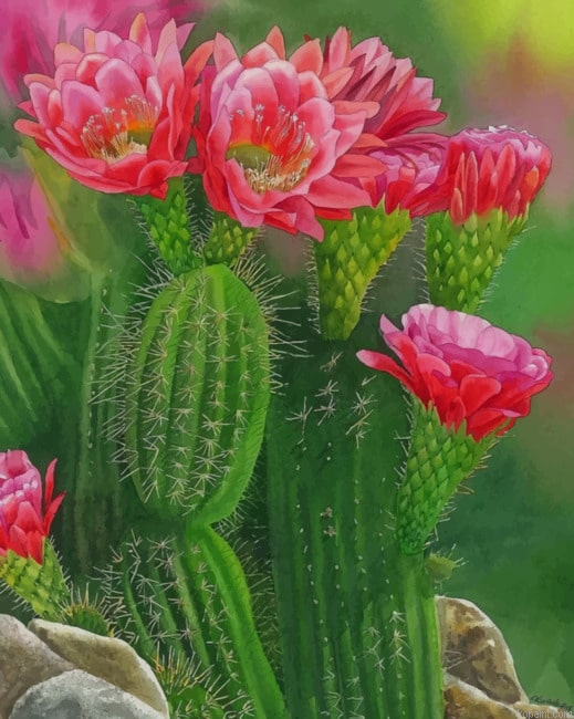 Cactus And Flowers New Painting By Numberss.png