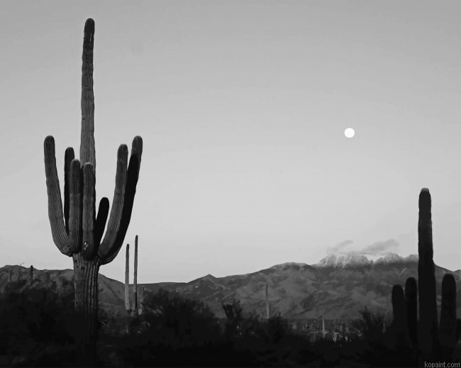Cactus Moon Black And White New Painting By Numberss.png