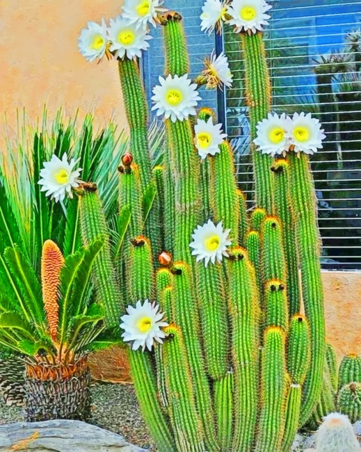 Cactus White Flowers Plants Painting By Numberss.png