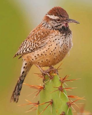 Cactus Wren Desert Bird Painting By Numberss.png