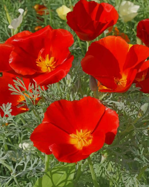 California Poppy Flowers New Painting By Numberss.png