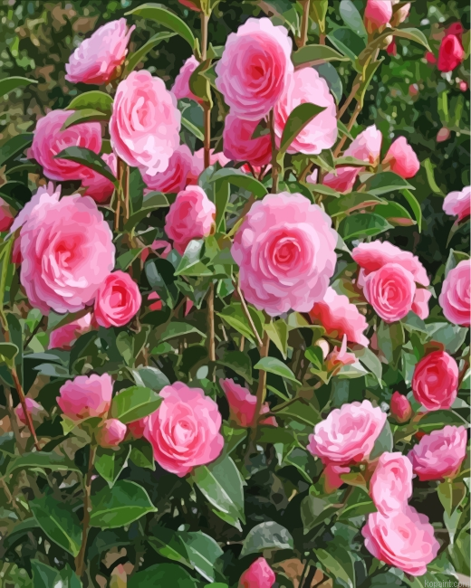 Camellia Flowers Painting By Numberss.png