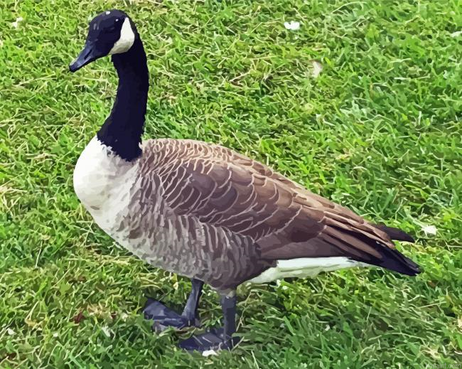 Canada Geese Painting By Numberss.png