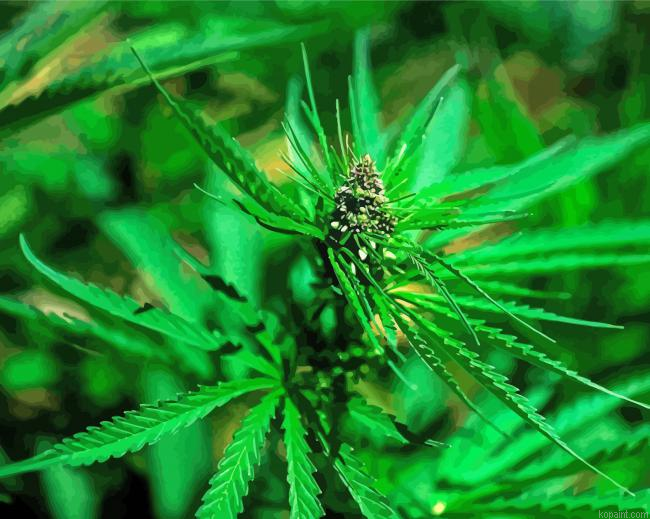 Cannabis Leaves Plants Painting By Numberss.png