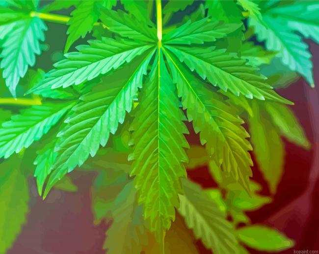 Cannabis Plant Leave Painting By Numberss.png
