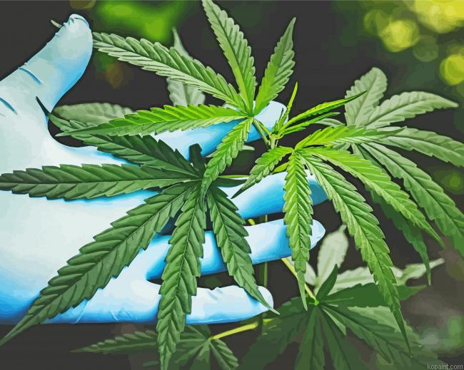 Cannabis Plant Paint By Numbers