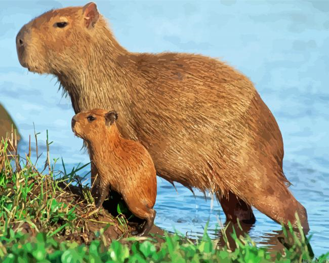 Capybara Rodent Paint By Numbers.png