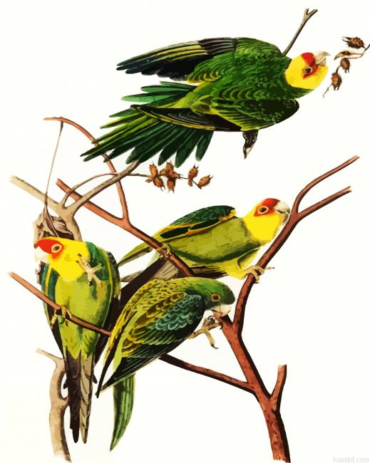 Carolina Parrot By John James Audubon Painting By Numberss.png