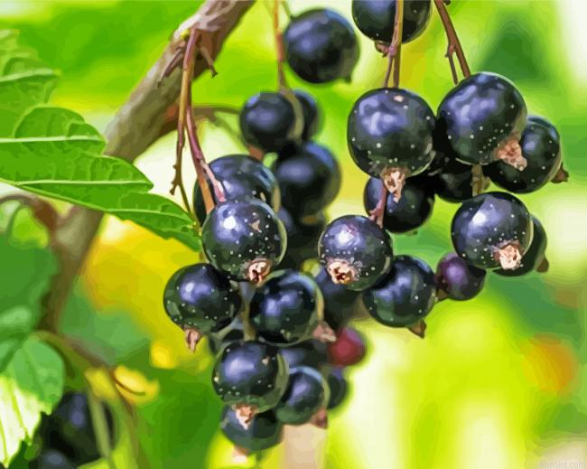 Cassis Fruit From The Tree Painting By Numberss.png