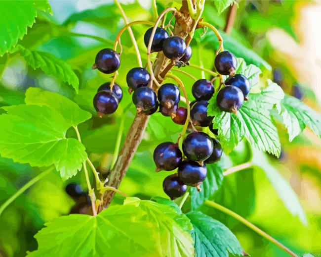 Cassis Fruit In Tree Painting By Numberss.png